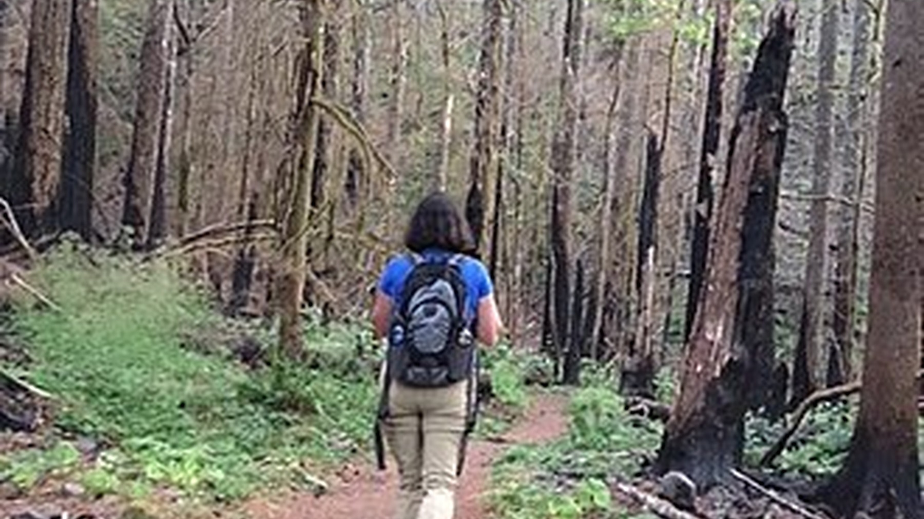 Dry Creek Falls Trail: PCT Route, Parking and Fee Guide