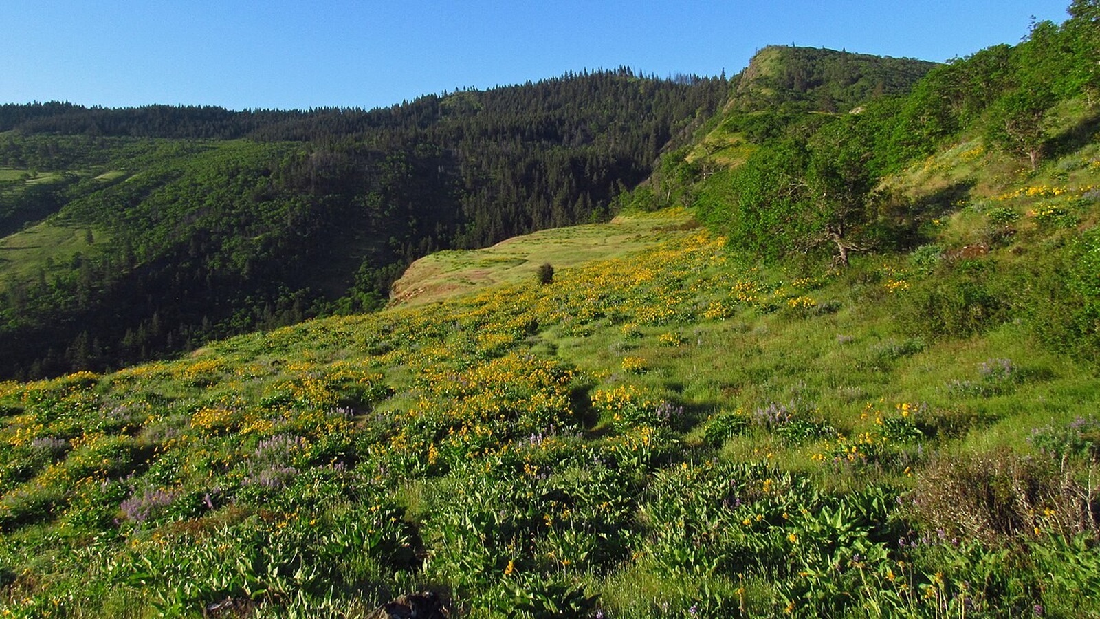 Wide view of a wildflower-covered hillside near Rowena Crest in the Columbia River Gorge