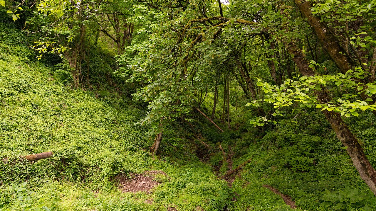 A green wooded ravine beside Ridge Trail in Forest Park, Portland